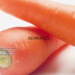 舰娘厂C2机关公布全新游戏策划 高度疑似蔬菜娘